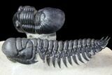 Crotalocephalina & Paralejurus Trilobites - Atchana, Morocco #107567-5